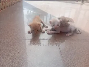 0-1 month Female Purebred American Shorthair