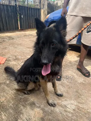 1+ year Male Purebred German Shepherd