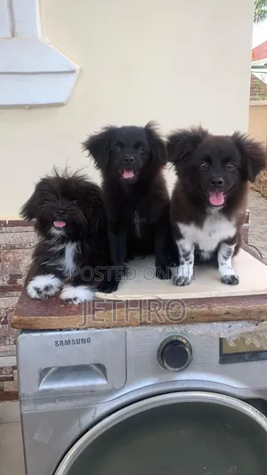 1-3 months Female Mixed Breed Shih Tzu