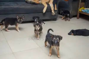 1-3 months Female Mixed Breed German Shepherd