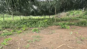 Oil Palm Investment