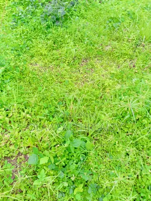 2.15 Hectares Comprehensive Development Land At Jahi