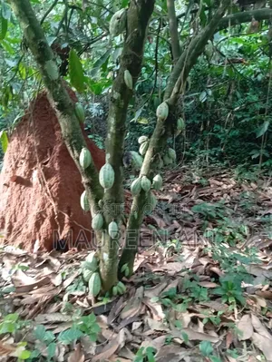 The Most Sought Investment Ever Cocoa