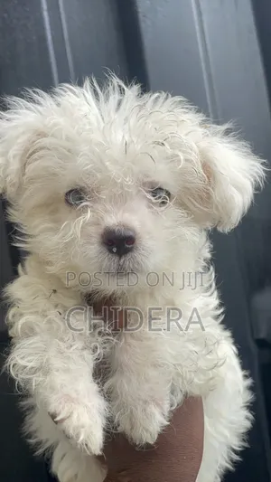 1-3 months Male Purebred Lhasa Apso