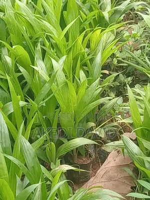 Hybrid Tenera Oil Palms Seedlings