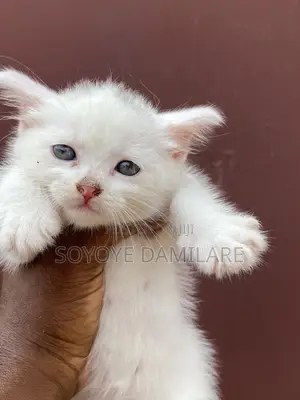 1-3 months Female Purebred Turkish Angora
