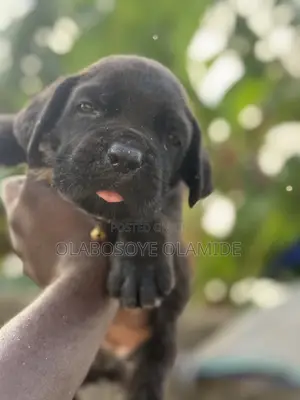 1-3 months Male Purebred Cane Corso