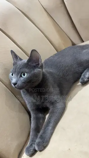 1-3 months Male Mixed Breed Russian Blue