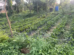 Fully Managed Palm Oil Farm Land in Abeokuta - 100% Secure Title