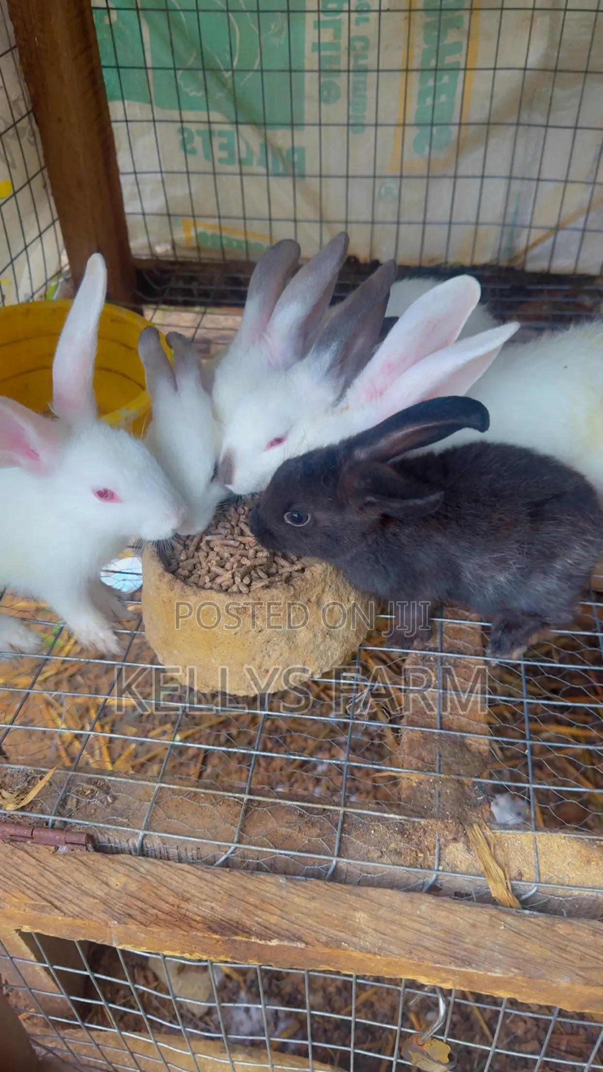 Rabbit for Sell Sapele