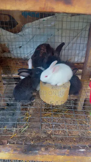 Rabbit for Sell Sapele