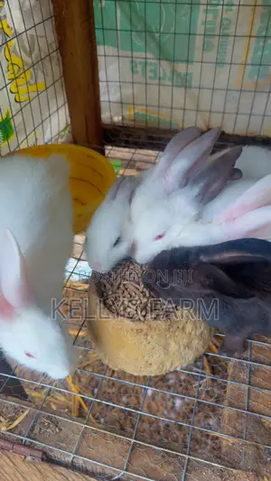 Rabbit for Sell Sapele