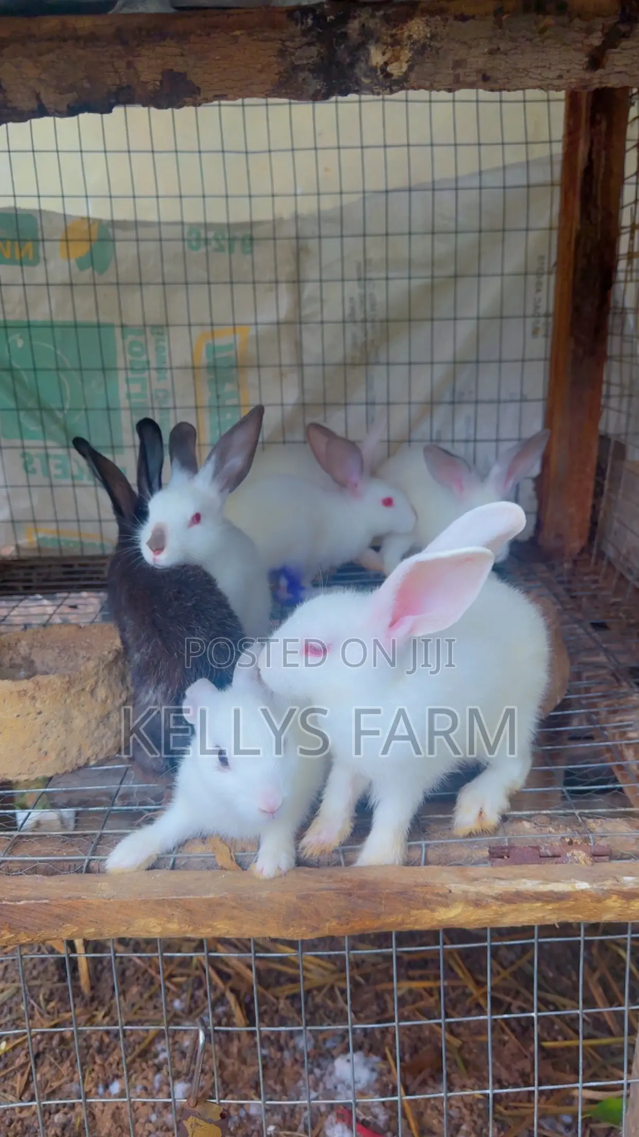 Rabbit for Sell Sapele