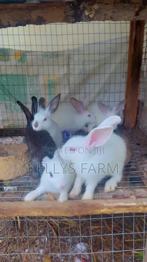 Rabbit for Sell Sapele
