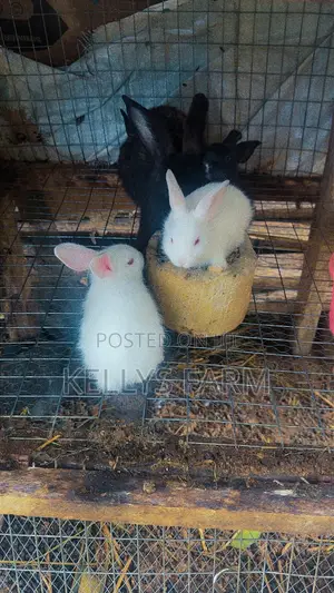 Rabbit for Sell Sapele