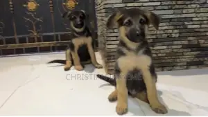 1-3 months Male Purebred German Shepherd