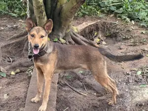 Male GSD 1 Year Old (Not Pure Breed)