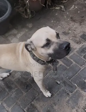 1+ year Male Mixed Breed Caucasian Shepherd