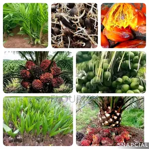 Flourish Agro Palm Seedlings