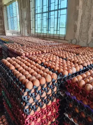 Farm Fresh Egg