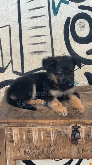 1-3 months Male Purebred German Shepherd
