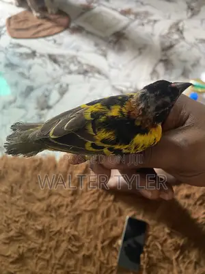 Male and Female Canary Singing Bird