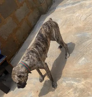1+ year Female Purebred Boerboel