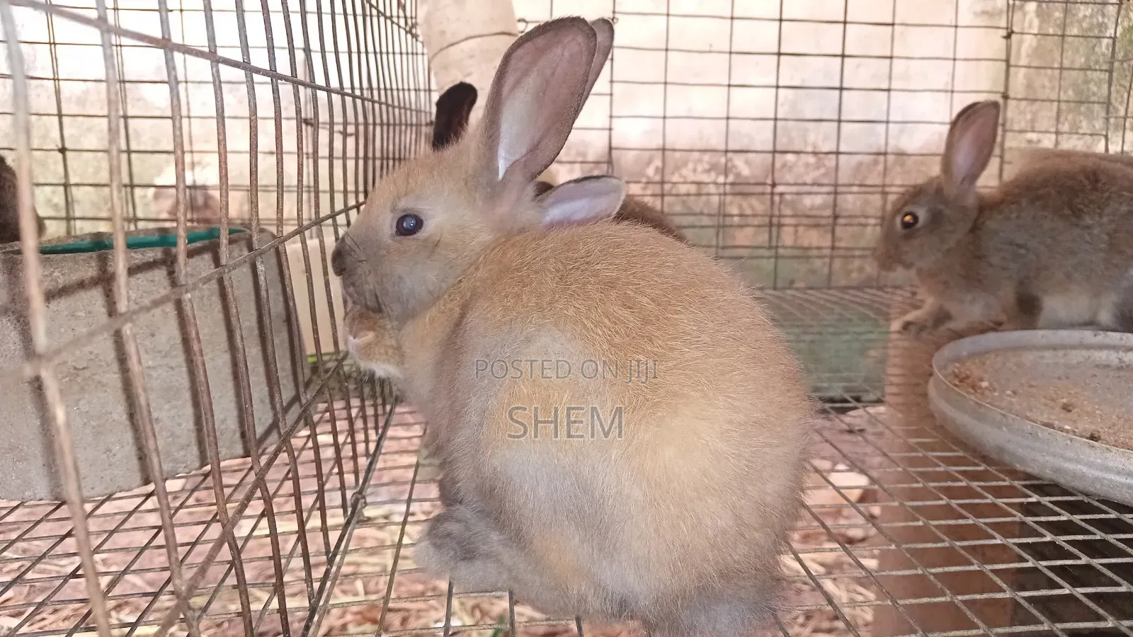 Exotic Rabbit