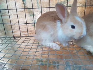Exotic Rabbit