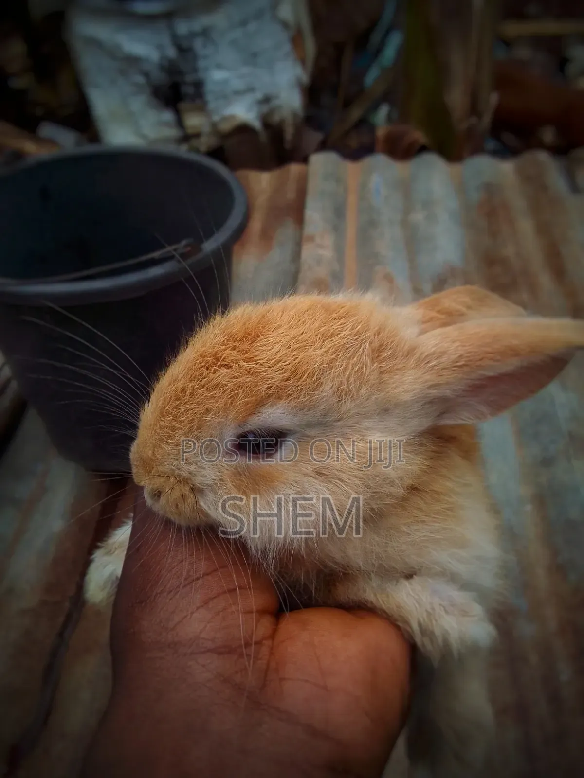 Exotic Rabbit