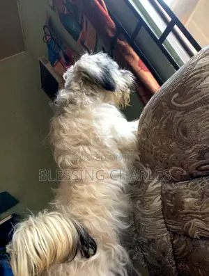 6-12 months Female Purebred Lhasa Apso