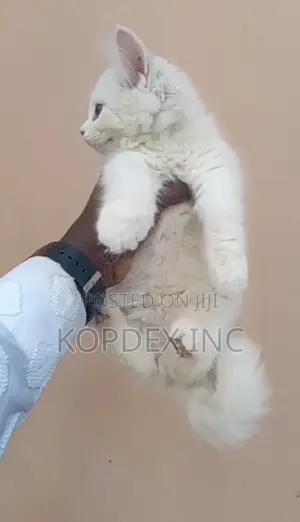 1-3 months Female Purebred Persian