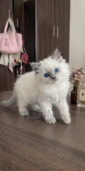 1-3 months Female Purebred Persian