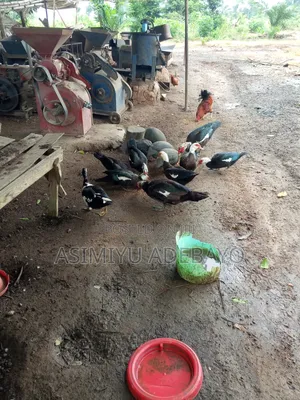Duck , Turkey ,Cock