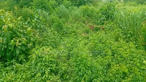Forsale: 10 Acres Farmland at Imodi Ijasi, Off Ikorodu-Ijebu Ode, Ogun