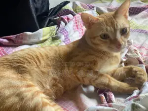 6-12 months Male Purebred American Shorthair