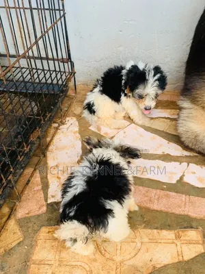 1-3 months Female Purebred Lhasa Apso