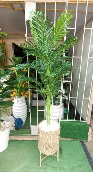 Rattan Basket and Palm Plant, 6 Ft