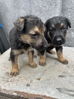 1-3 months Male Purebred German Shepherd