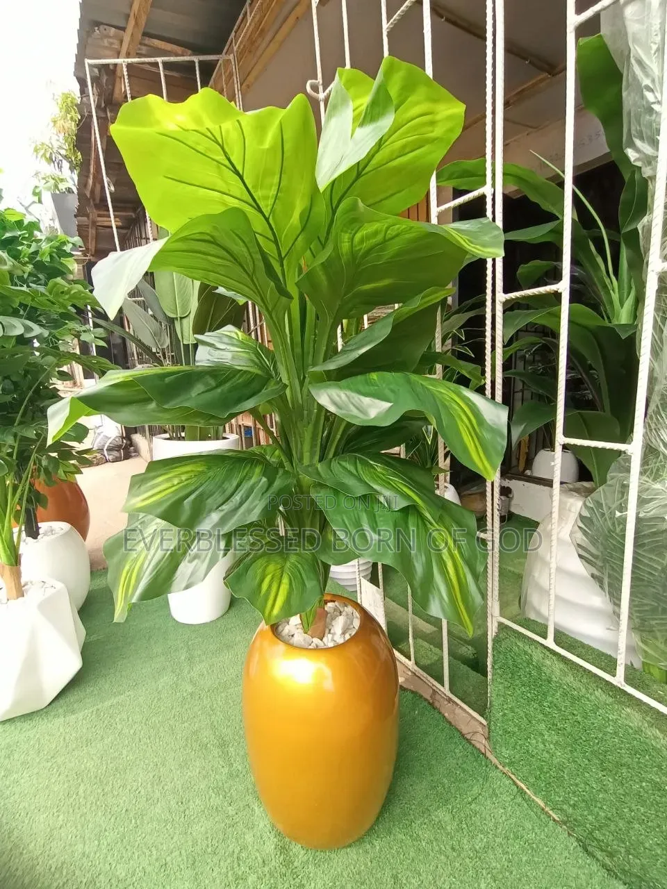 Plant N Mini Egg Combo, 5 Ft