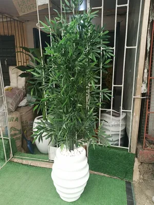 Bamboo Plant and Ring Pot