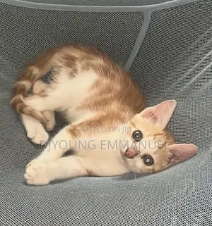1-3 months Male Purebred American Wirehair