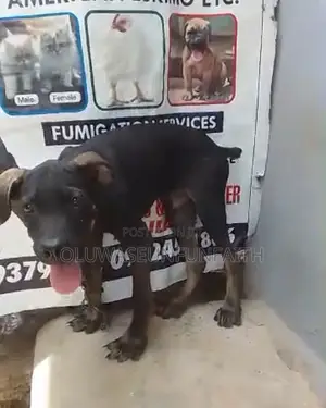 1-3 months Male Purebred Boerboel