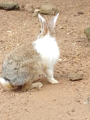 7-10 Months Old Rabbits