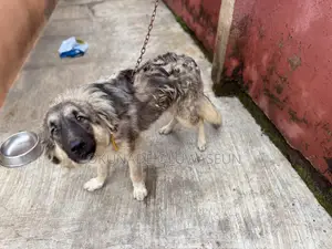 6-12 months Male Purebred Caucasian Shepherd