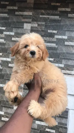 1-3 months Male Purebred Lhasa Apso