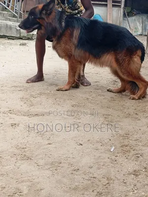 1+ year Male Purebred German Shepherd
