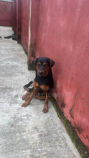 6-12 months Male Purebred Rottweiler
