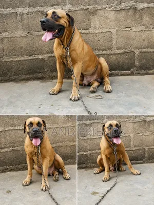 1+ year Male Purebred Boerboel