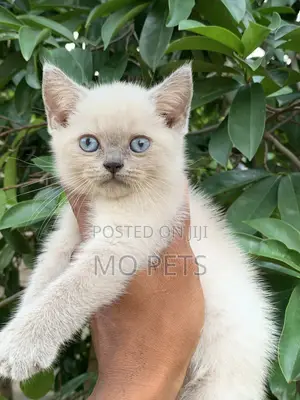 1-3 months Female Purebred British Shorthair
